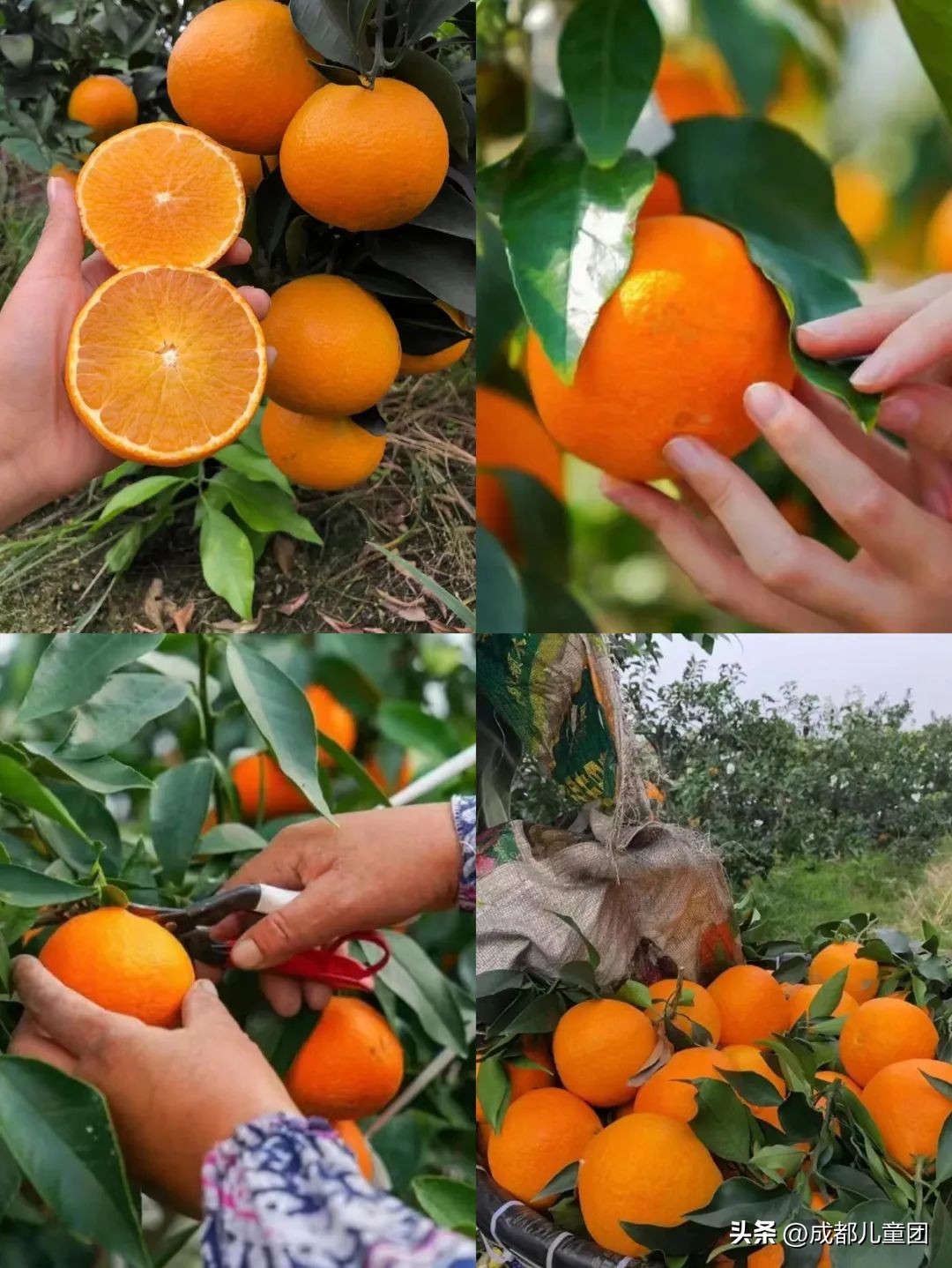 成都温江橘子采摘园推荐10月份,江苏附近橘子采摘园有哪些地方