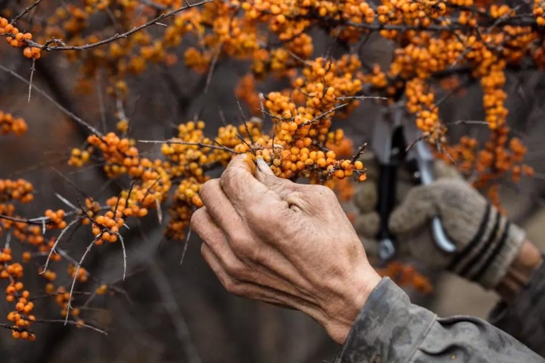 四川礼回记伴手礼推荐,伴手礼土特产
