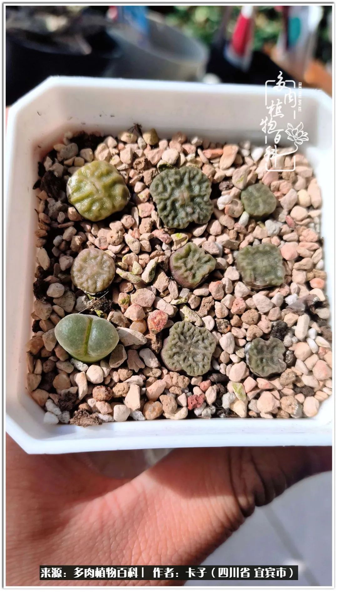 送我一轮明月文案,送我一轮明月