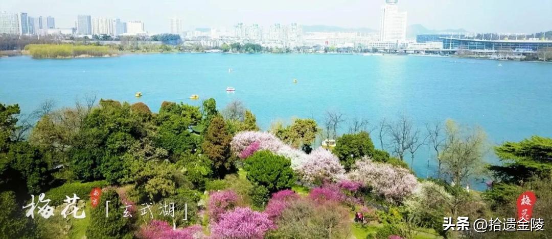 南京红梅花价格,南京的梅花是什么样的