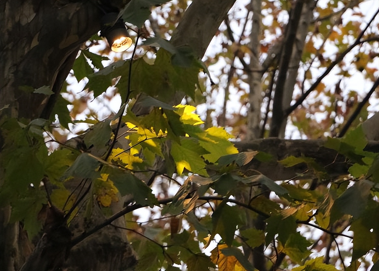 岳飞为什么要去风波亭,风波亭到底是不是岳飞遇害的地方