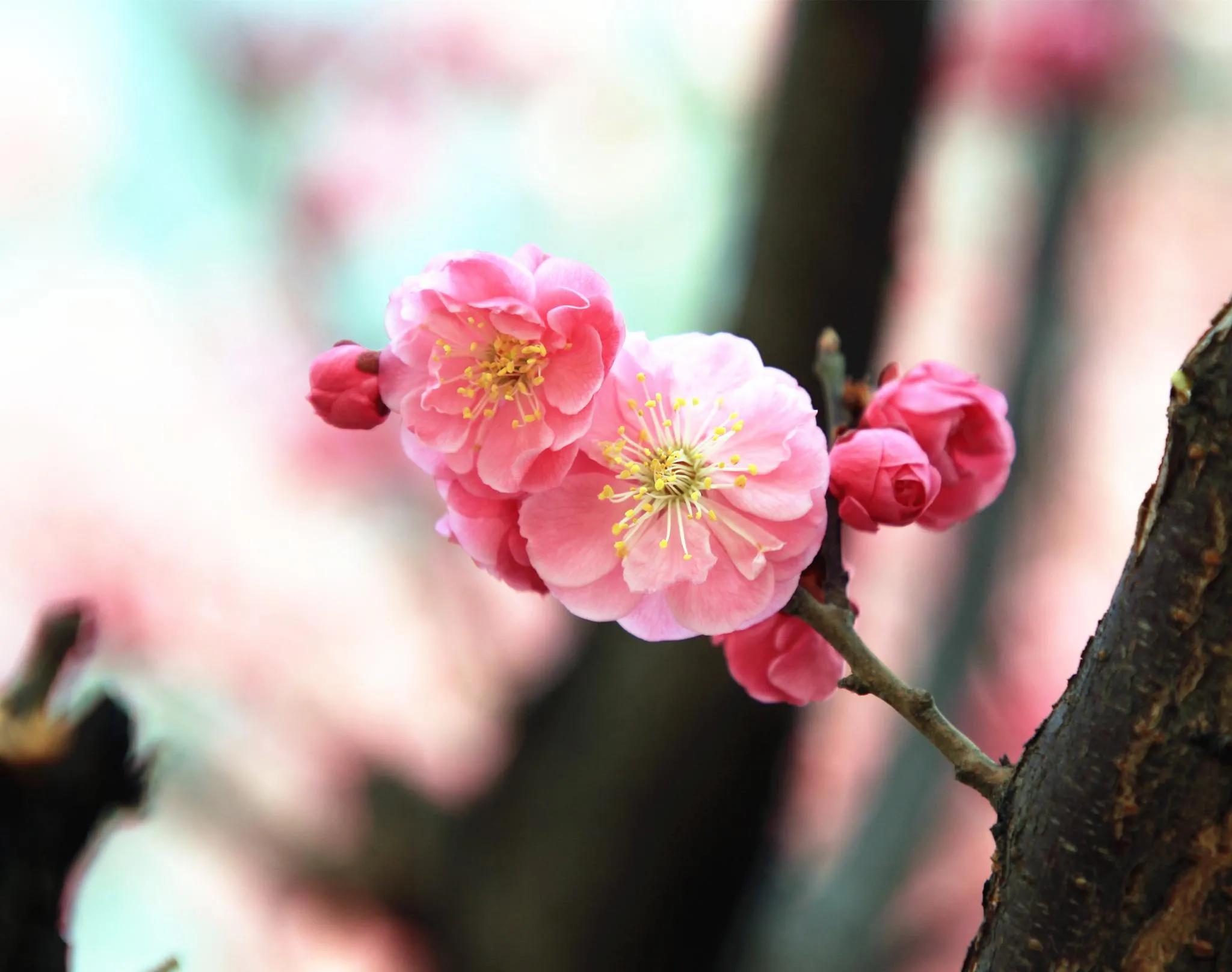 近代四大买办 (近代买办阶层的形成发展和衰落)