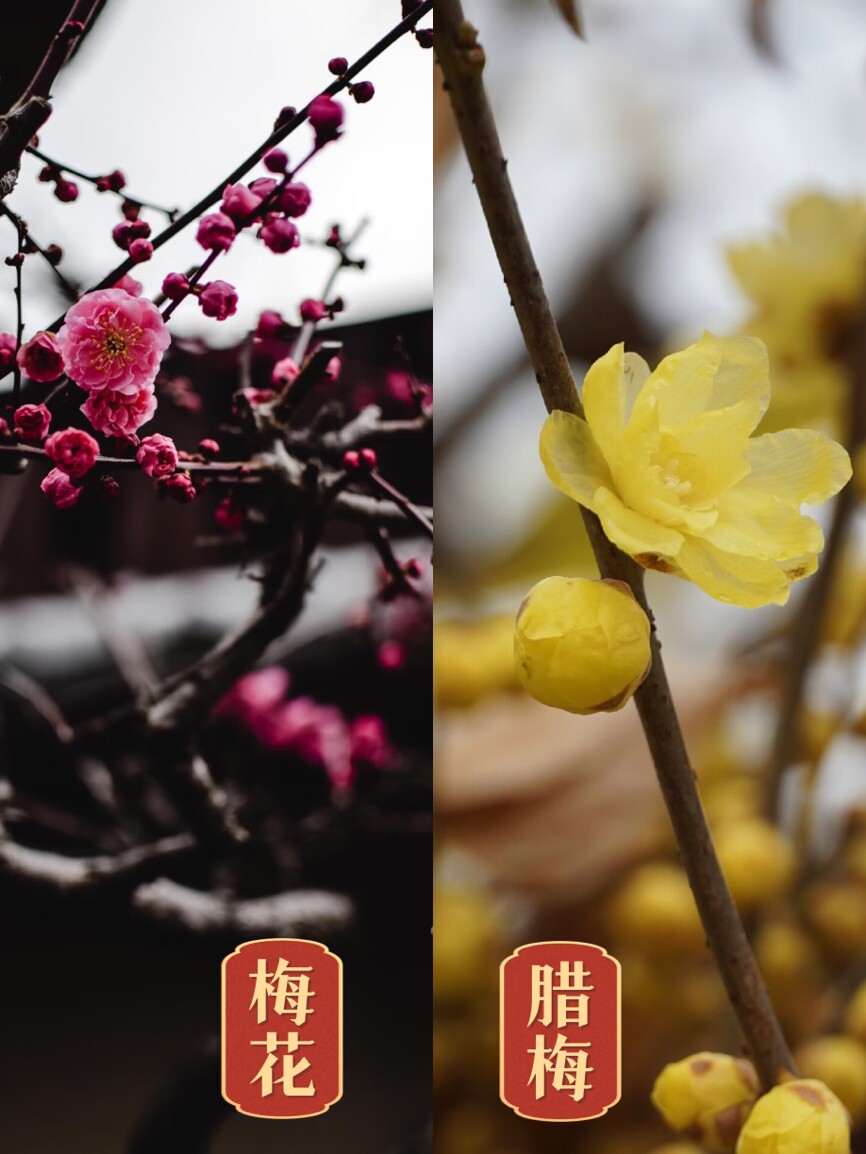 篱菊抱香死，化入岁寒枝——腊梅，腊月之花，凌寒早放，傲骨天香