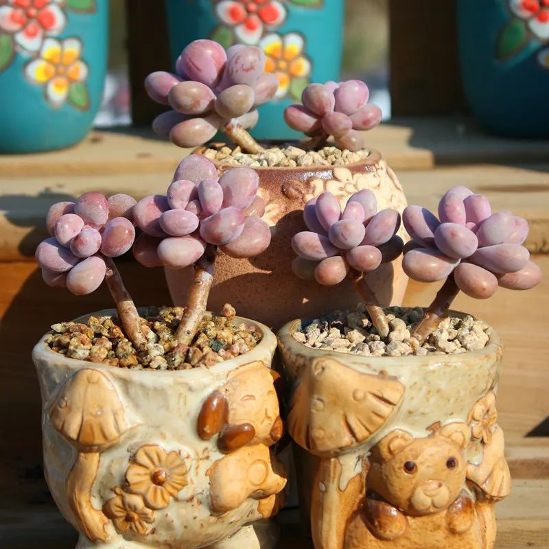 多肉桃蛋怎么养老桩,桃蛋多肉老桩