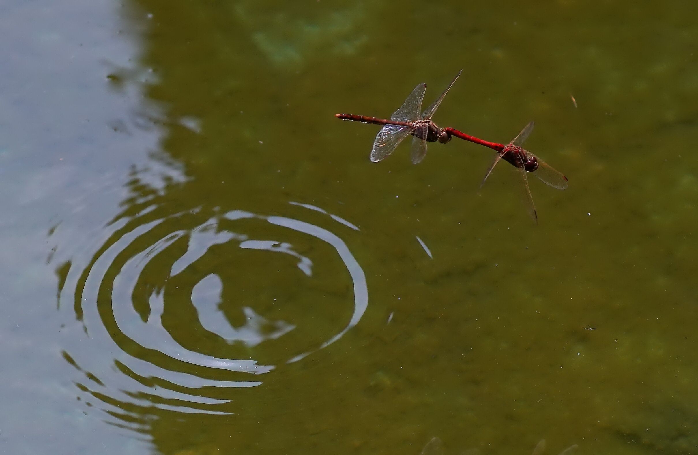 今年冬季鱼为什么不好钓,最近鱼为什么不容易钓