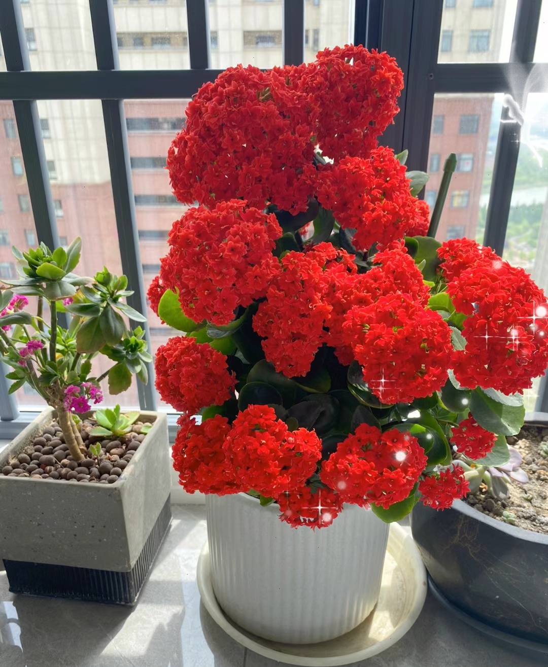 走霉运养什么花旺财运呢,养什么花好运气又旺财