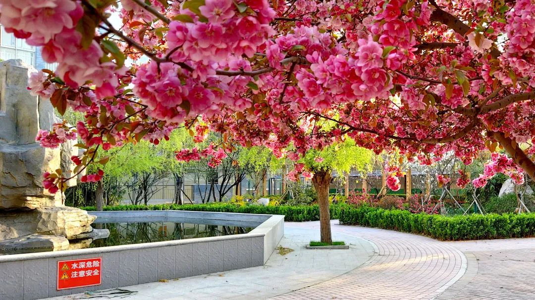 美！潍坊校园春景强势来袭