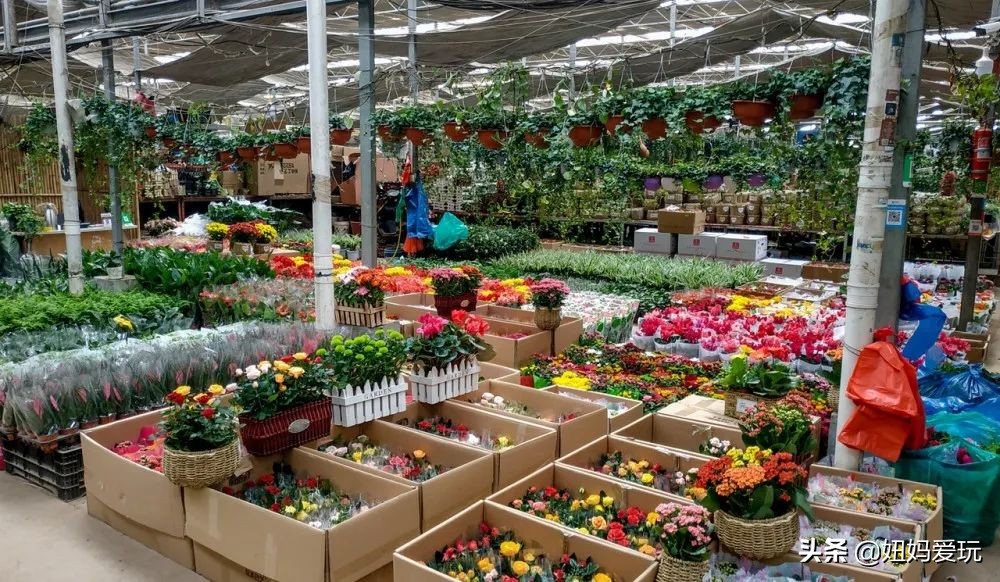 济南市市中区花鸟鱼虫市场在哪里,济南凤凰山花鸟鱼虫市场