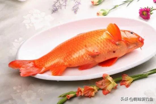 肉质金黄的鲤鱼是什么养出来的,鲤鱼什么品种好养又好看