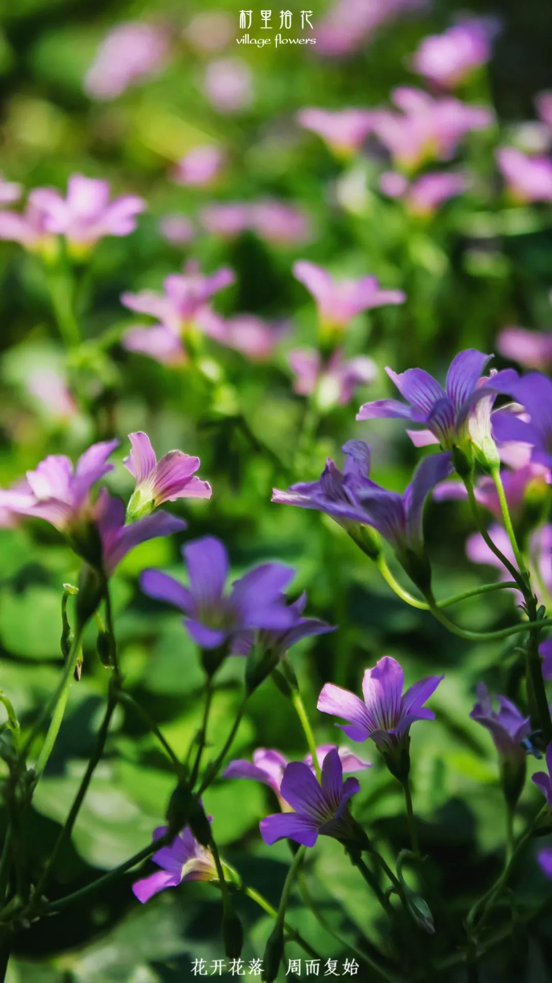 红花酢浆草简介,红花酢浆草喜欢酸性还是碱性土壤