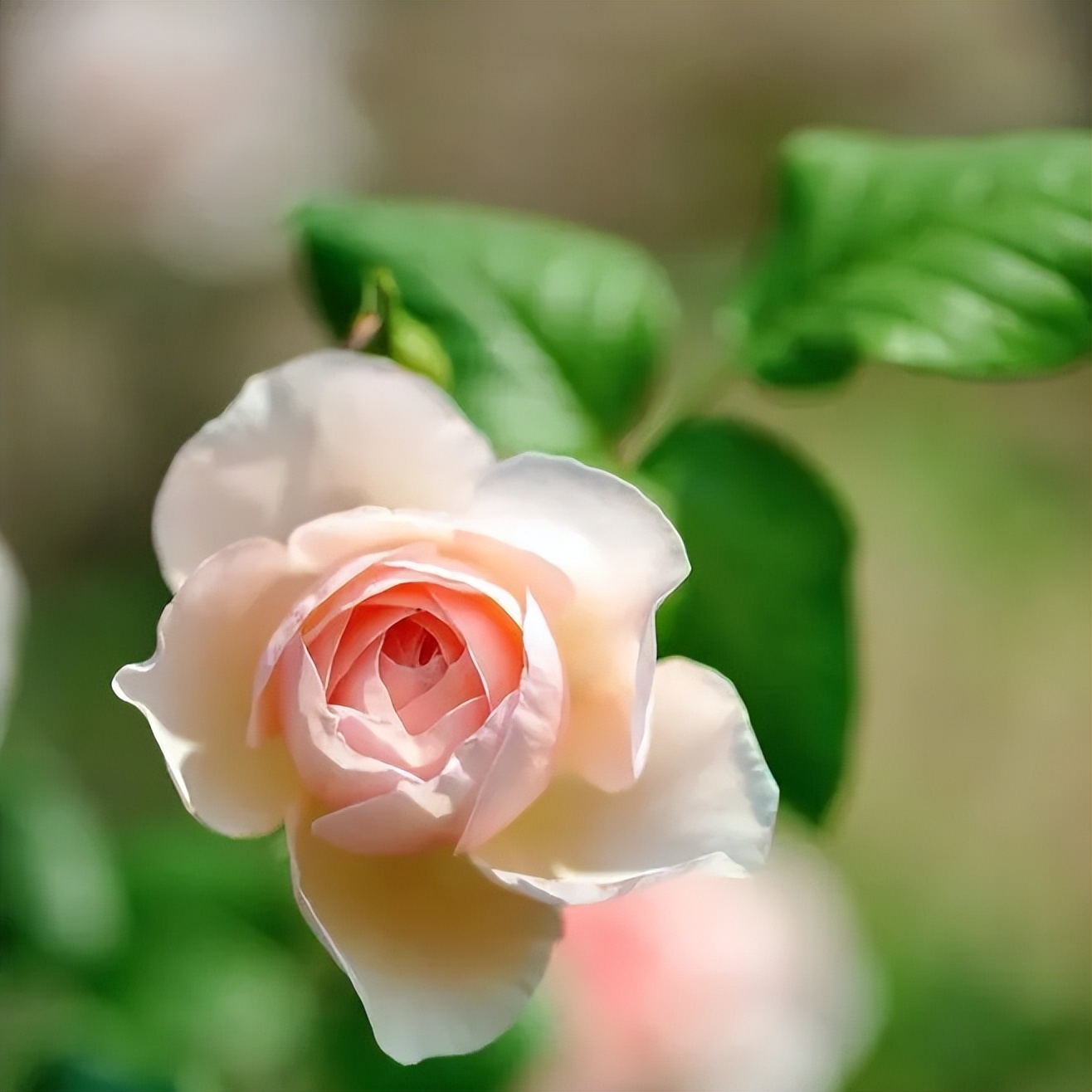 男人爱不爱你从对你称呼看得出,男人到底爱不爱你从称呼开始