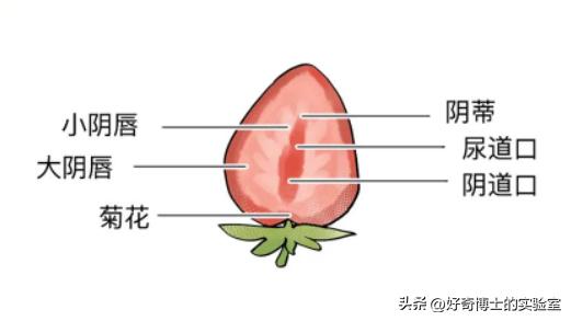 女生阴道还有长短？多长才算正常？太长太短对*生活性**有哪些影响？