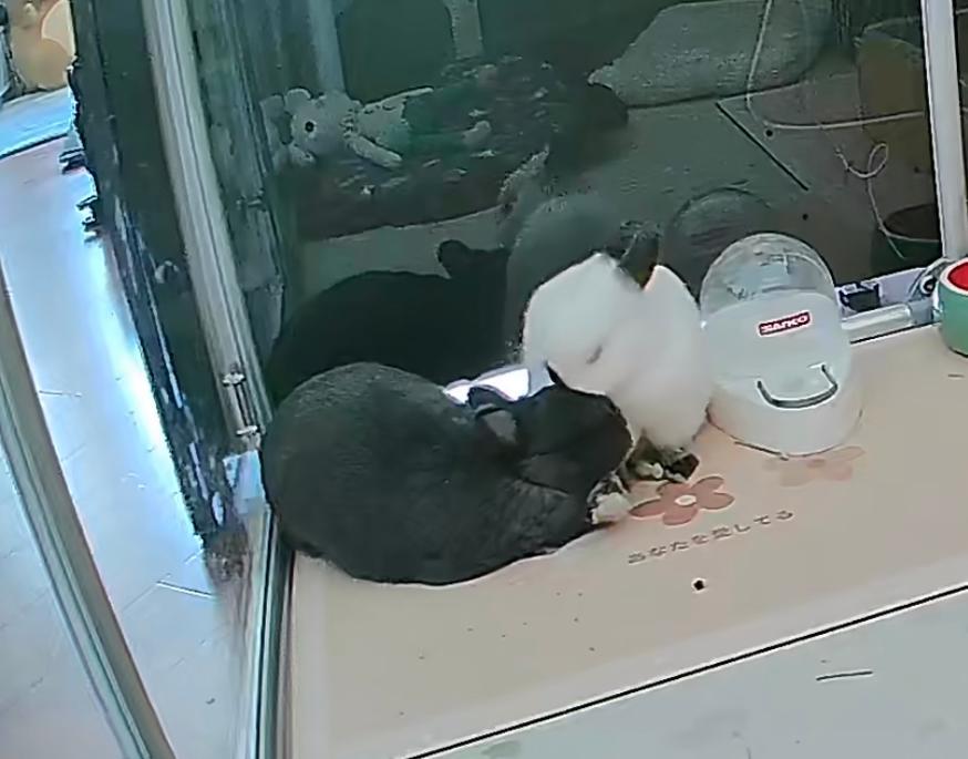 两个月大的兔兔要注意什么,怎么样的兔兔比较容易存活