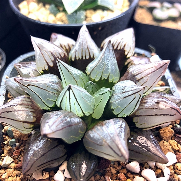 花看久了也厌了什么意思,花看腻了怎么办