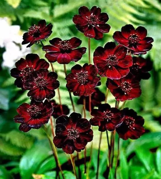 罕见漂亮的鲜花,全球最漂亮的鲜花