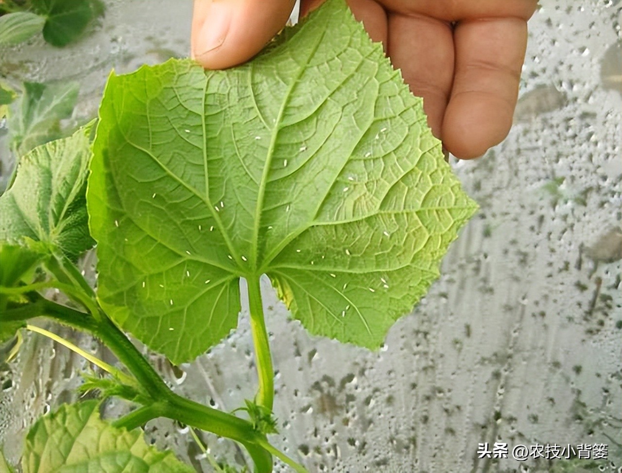 粉虱虫打什么农药,粉虱要用什么农药才能消灭