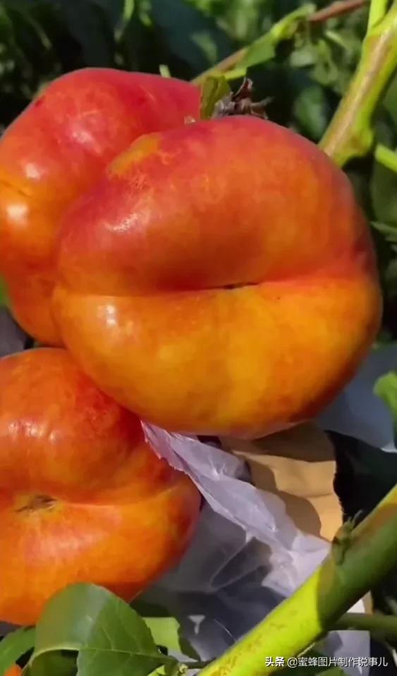 壁纸美图,各种水果,果香四溢,酸甜可口,丰收的喜悦