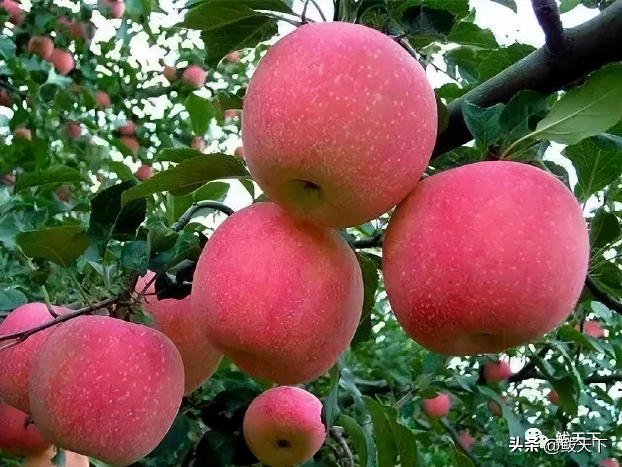 营口鲅鱼圈国际马拉松赛,鲅鱼圈马博会是哪天