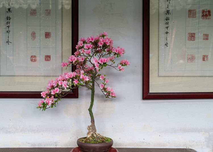 嘉善西塘古镇免费时间表,嘉善西塘古镇房价