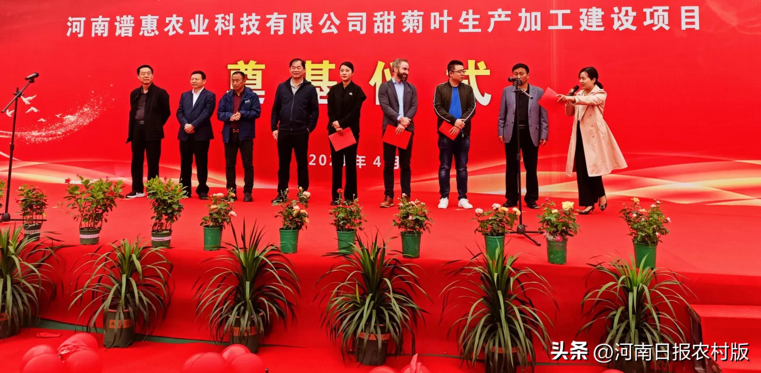 邓州市甜叶菊,邓州市腰店镇赵楼甜叶菊产业