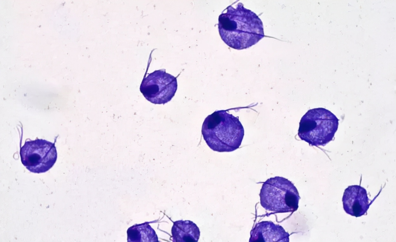 “甲硝唑”便宜又好用，能治什么病？在这5种病中占有一席之地