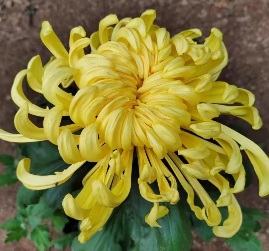 菊花丧葬,丧葬用的菊花是哪种