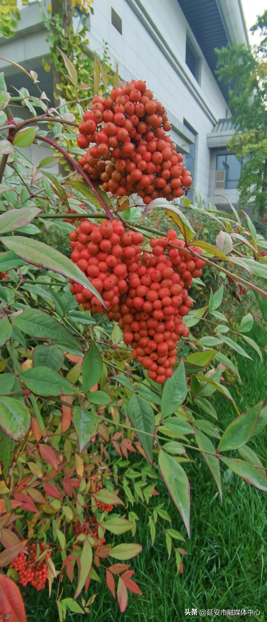 陕西宾馆迎来最佳观花赏景季节,陕西宾馆内景色