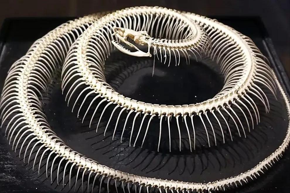 40多斤巨蟒被困深井数月,25斤巨蟒闯入居民家中现场曝光