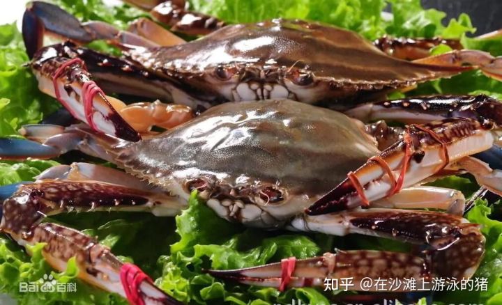 舟山活鲜梭子蟹,舟山鲜活梭子蟹