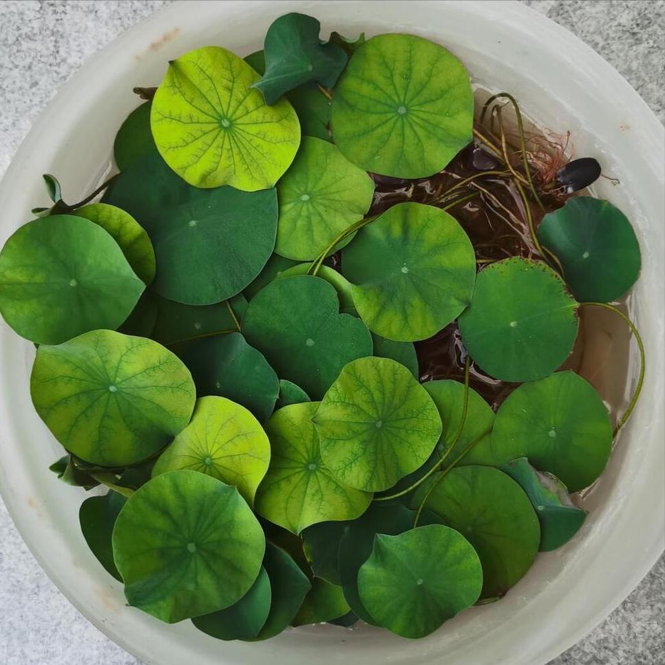 碗莲放土里怎么换水,碗莲种到泥土里后会怎样