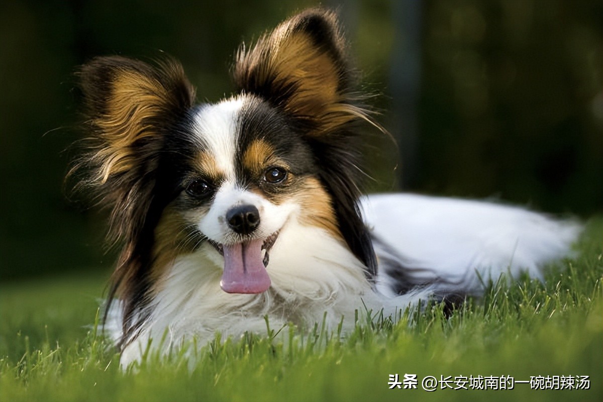 100种名犬价格,世界名犬排名前100图巴哥犬