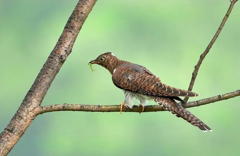 杜鹃鸟鸠占鹊巢的解释搞笑,鸠占鹊巢杜鹃鸟比鸟妈妈还大