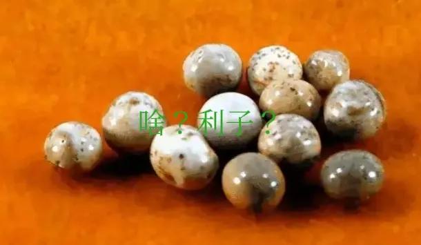 星云大师如何知道自己没有舍利子,星云大师说不留下舍利子