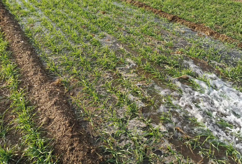 小麦追肥最佳时期什么时候,小麦追肥的正确方法