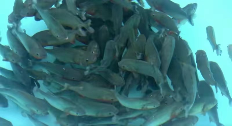 真实食人鱼会吃人吗,南美食人鱼咬断小孩手指