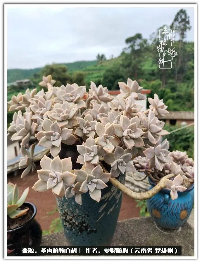 用心种好每一棵多肉,每一棵多肉都是独一无二的