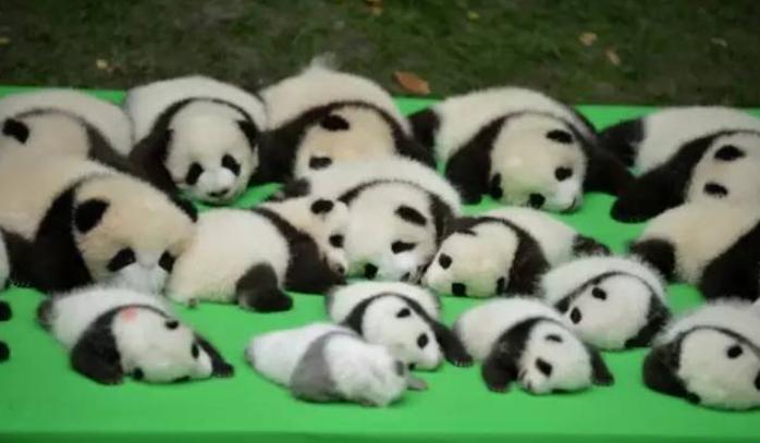 成都龙泉驿到大熊猫繁育研究基地,成都大熊猫繁育研究基地停车攻略