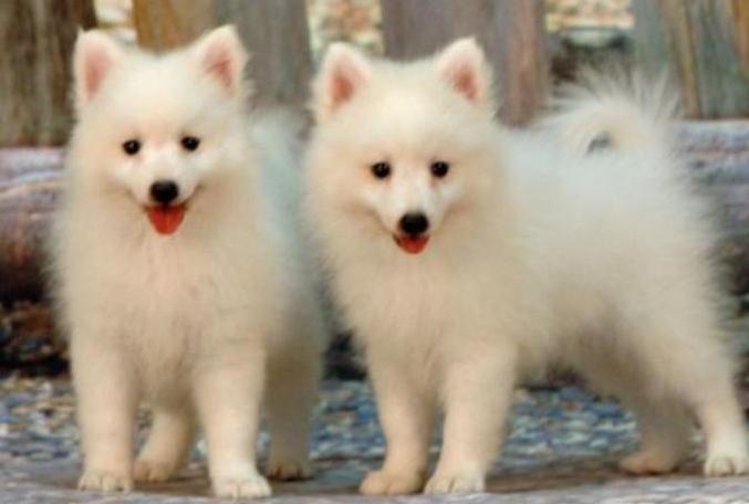 如何帮骨折的银狐犬固定呢？用这些方式，就对了