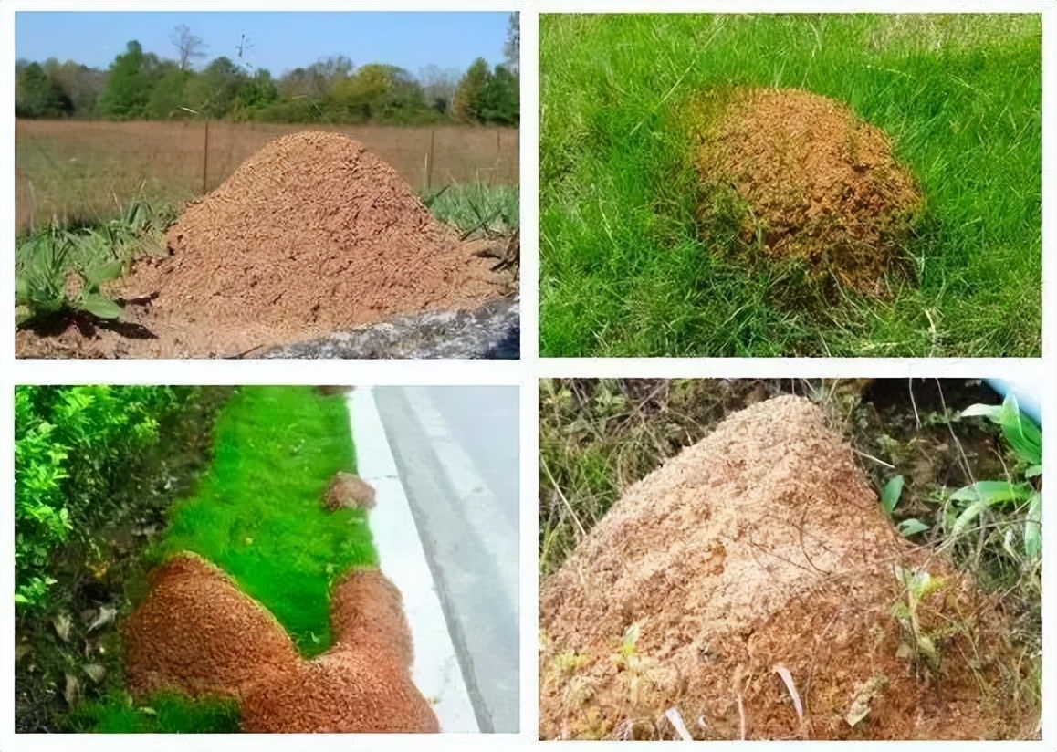 还有比红火蚁最可怕的蚂蚁吗,比红蚂蚁还可怕的蚂蚁是什么