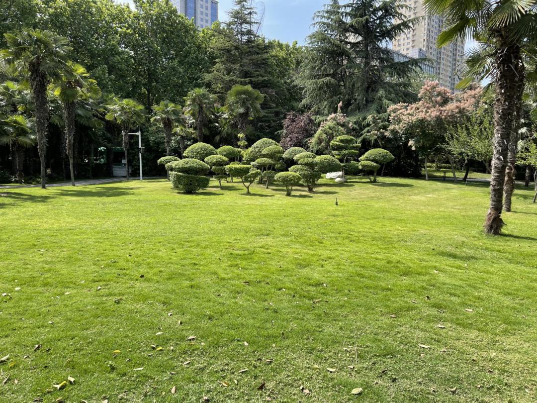 景观草坪如何搭配,庭院景观草坪种类