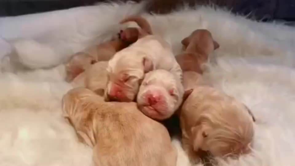 小狗喂养方法和注意事项,没有妈妈的小狗刚出生怎么喂养