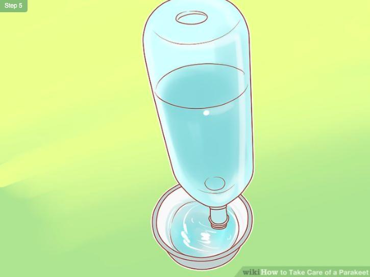 怎么照顾虎皮幼鸟,怎么照料小虎皮鹦鹉