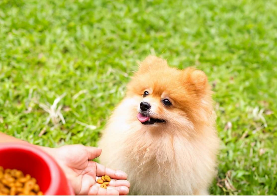 博美犬这些坏毛病竟是聪明的表现,博美犬的5大缺点你知道吗