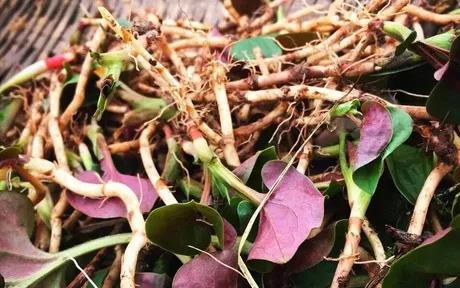 贵州人最爱的野菜你尝过几种,贵州野菜有多好吃