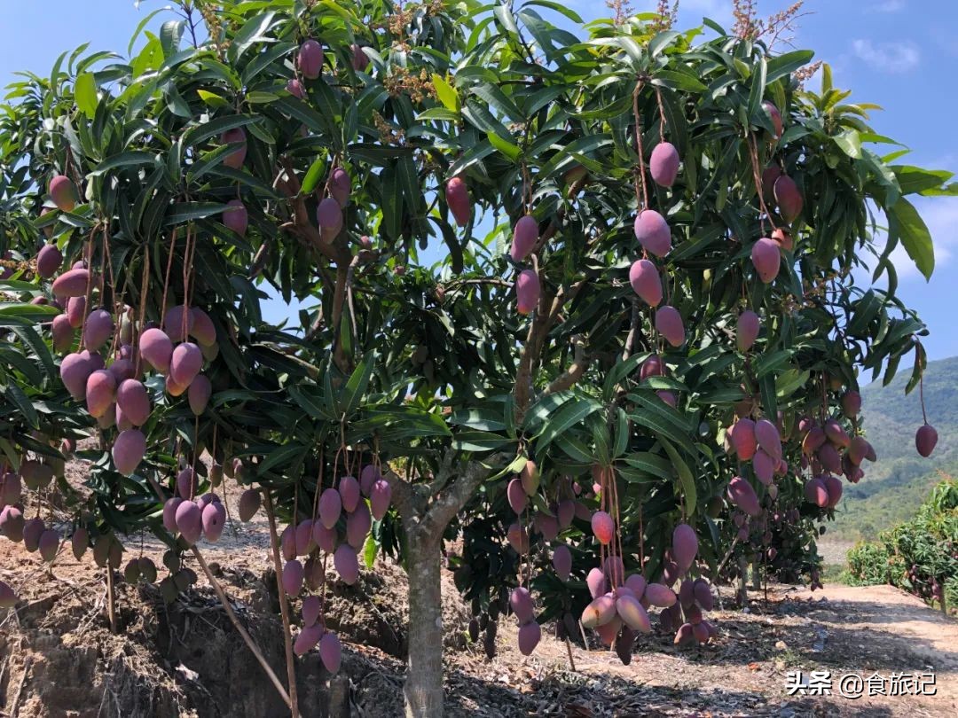 海南贵妃芒树上自然熟,海南三亚树上熟得贵妃芒