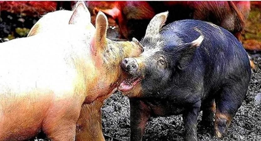 老虎为何不能享用猪肉？老虎尸体如何处理？