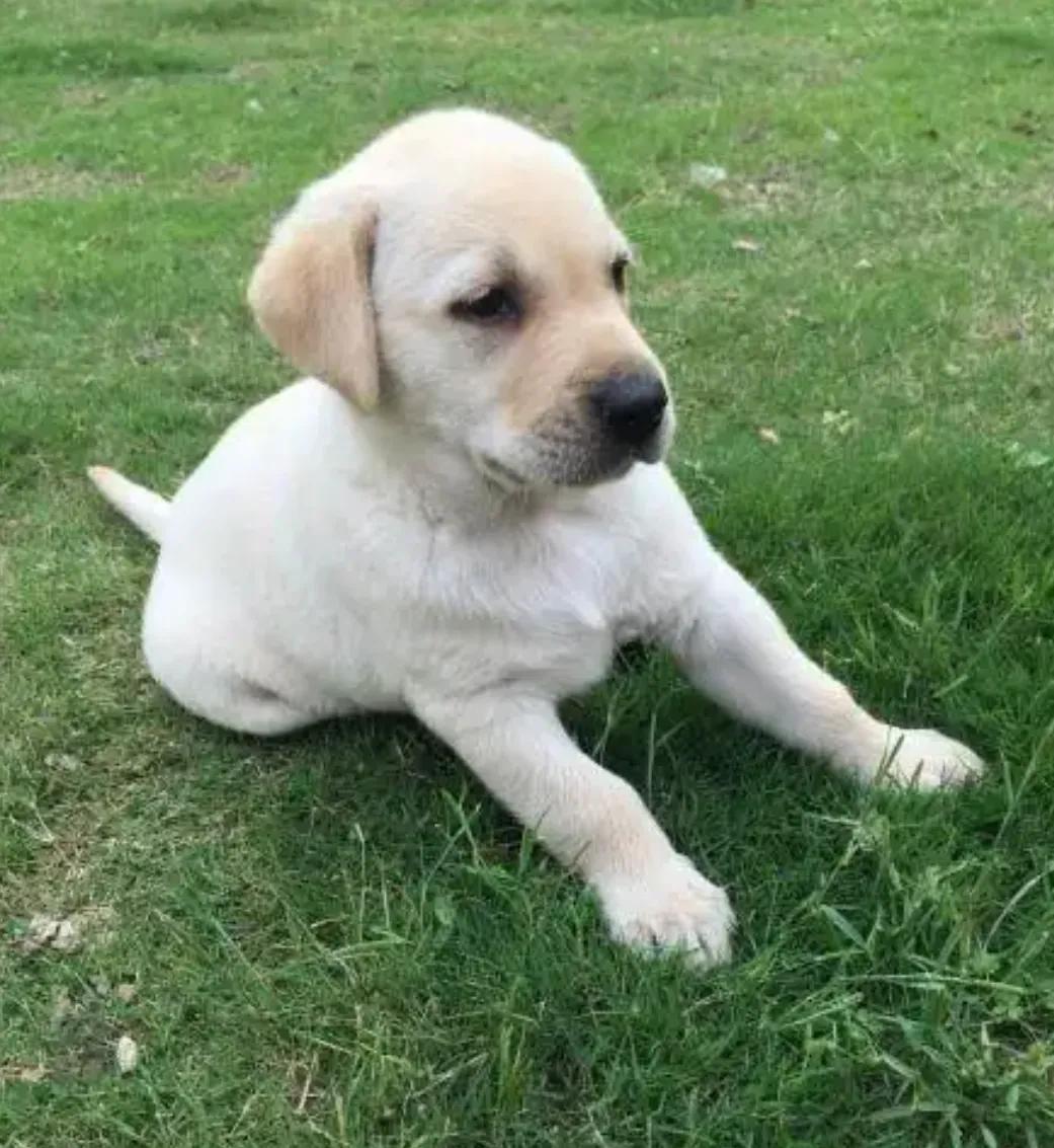 新手养狗适合养拉布拉多吗,养狗的你真的了解拉布拉多吗