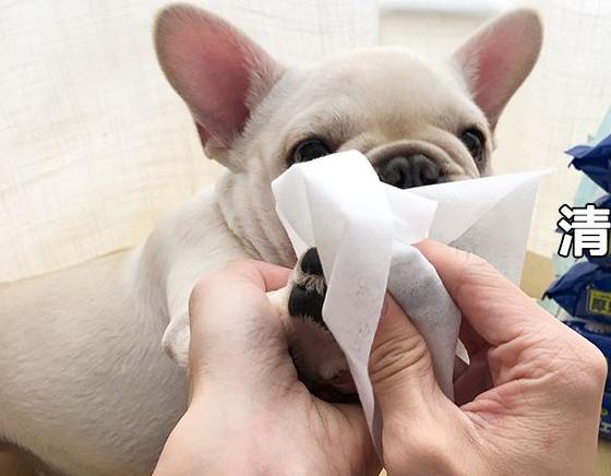 家里养狗狗有臭味去除小妙招,家里除狗臭味用酒精