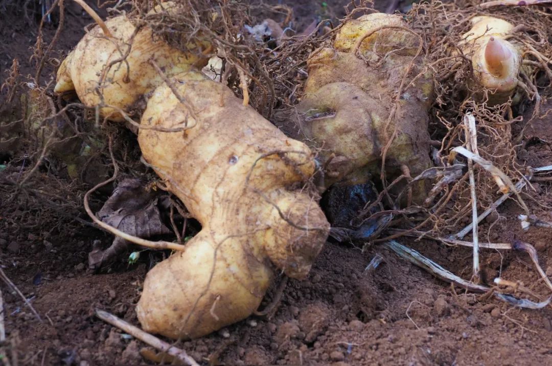 今年冬天的第一顿养生局安排！个旧的它“出土”啦！