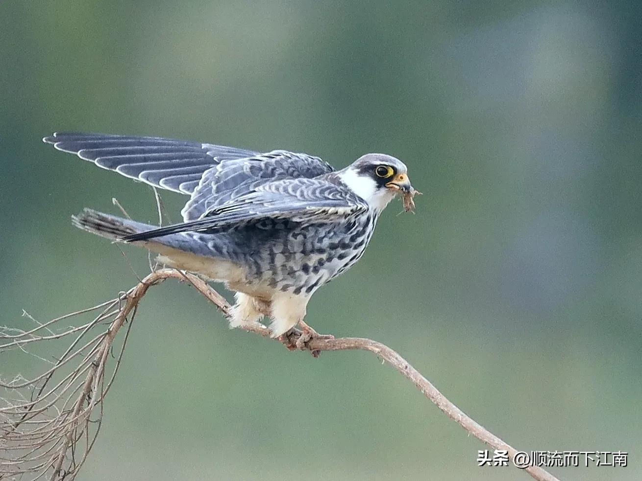 红脚隼叫声,红脚隼